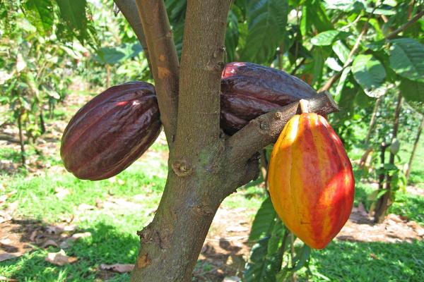 Burro di cacao granulare 3